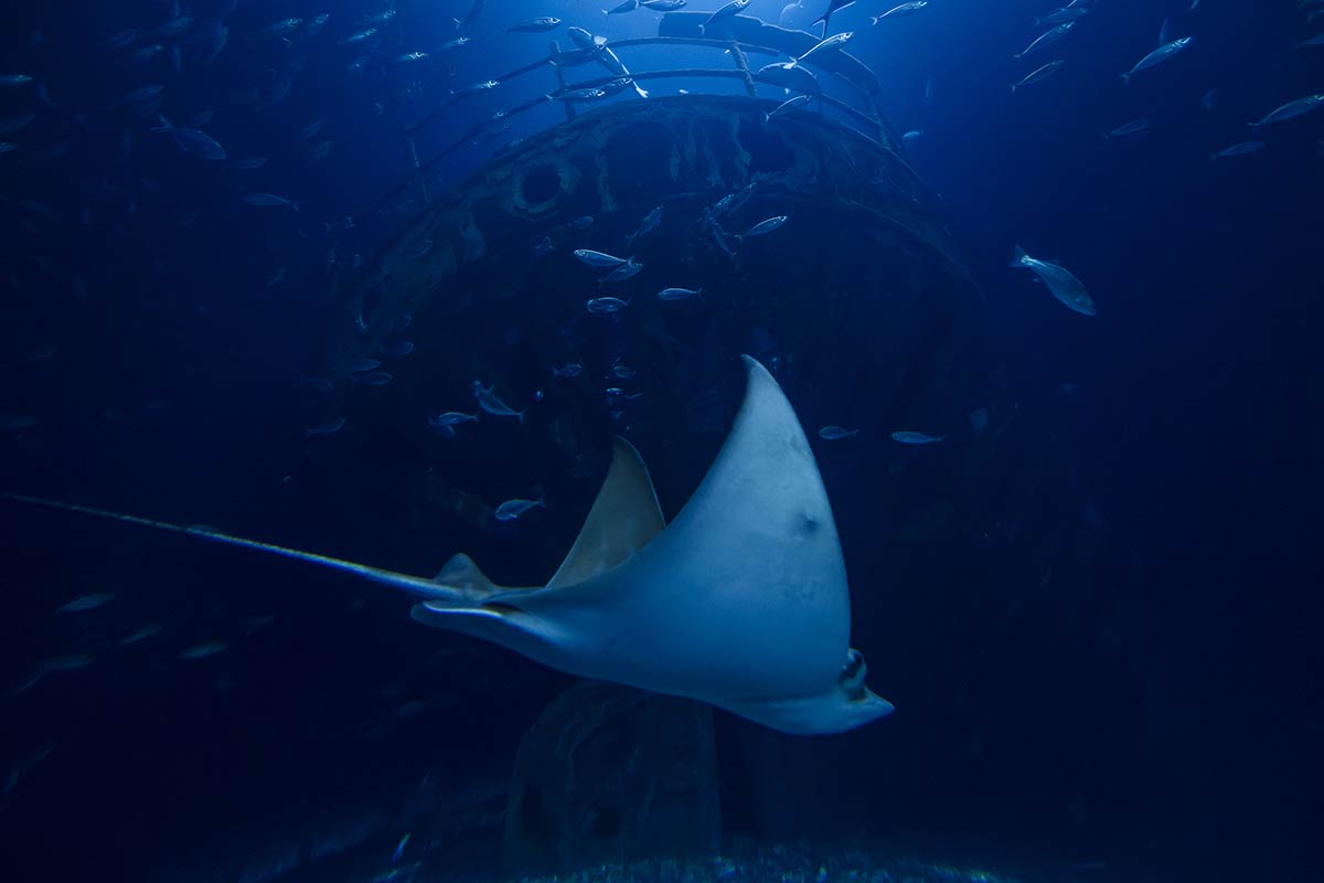 _Rays-in-the-Ozeaneum