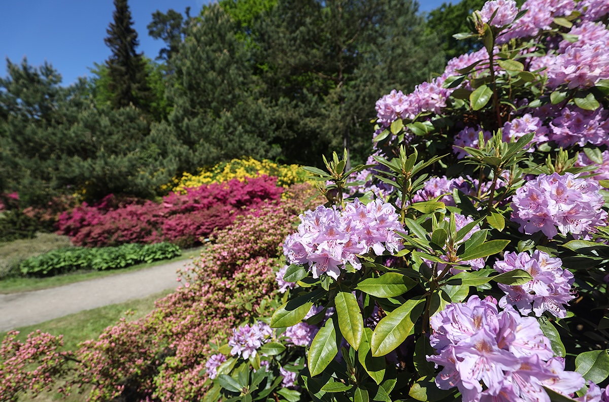 Rhododendronpark Ostseeheilbad Graal-Müritz_2