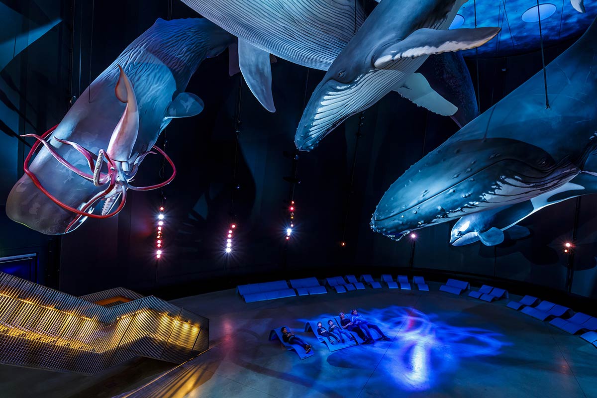 _Whales-at-the-Ozeaneum